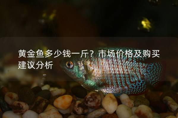 黃金魚多少錢一斤？市場價格及購買建議分析